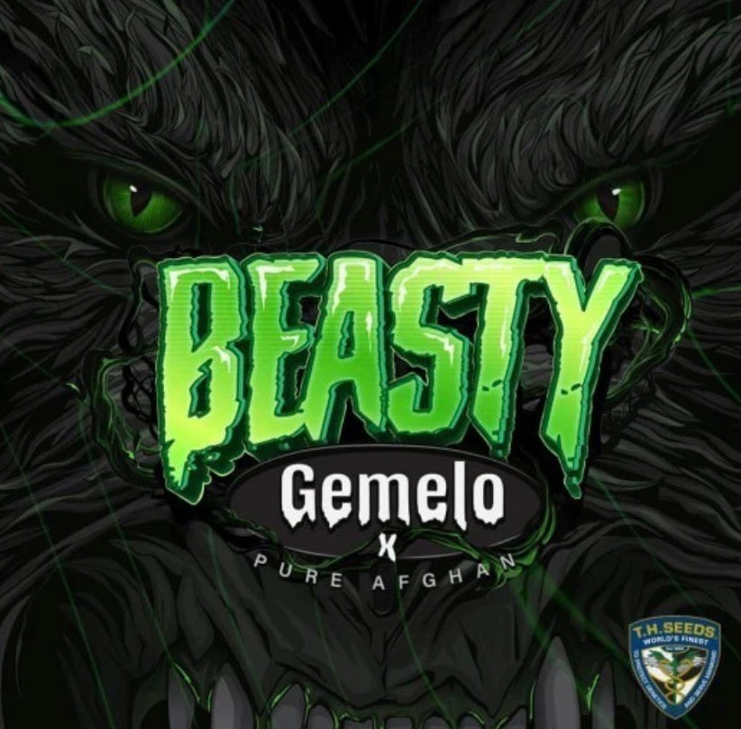T.C Seeds Beasty