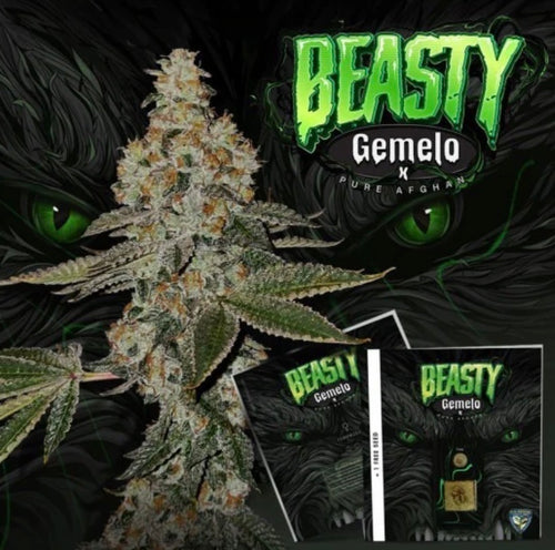 T.C Seeds Beasty